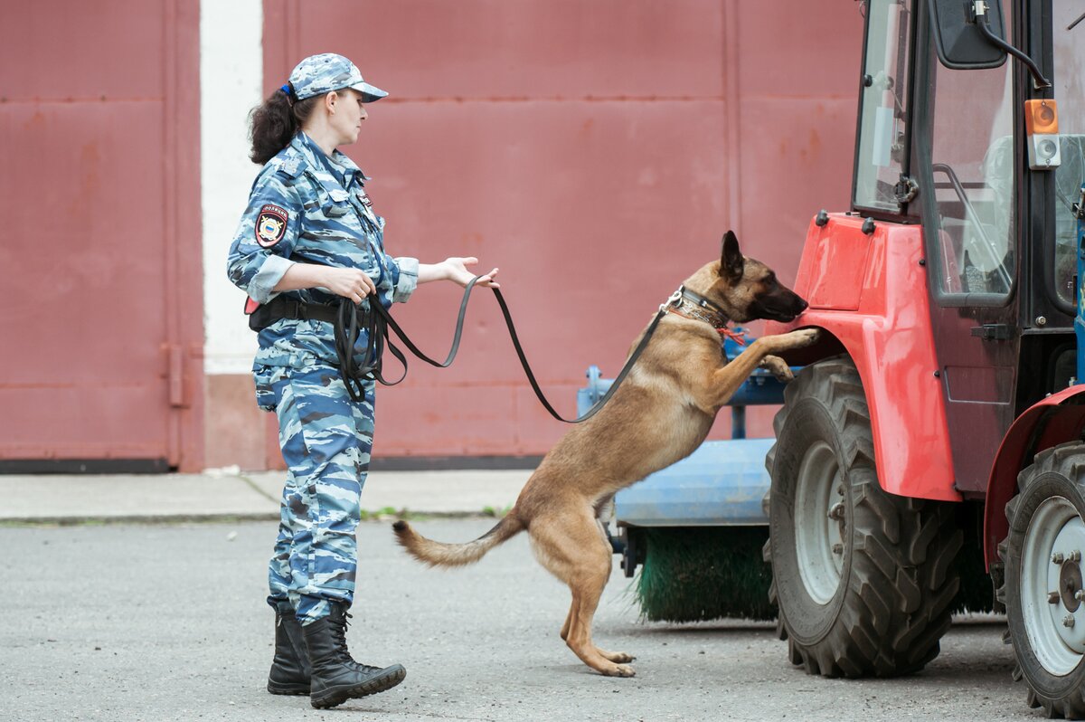 Фото профессии кинолог