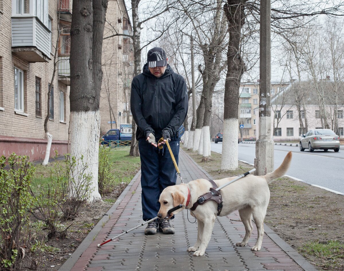 Породы Собак Поводырей С Фотографиями И Названиями