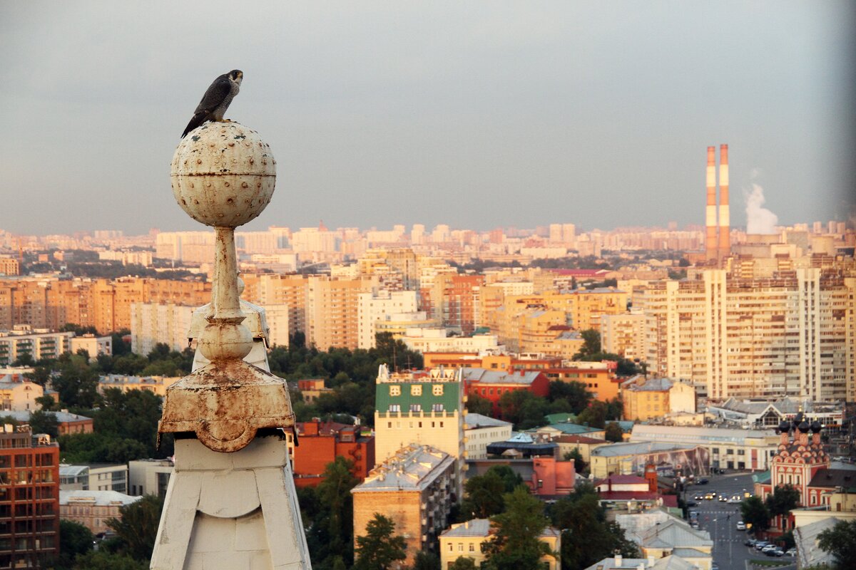 Виды Москвы: летний закат с высотки на Котельнической – Москва 24,  21.07.2015