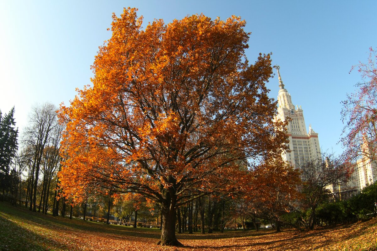 Москва осенью фото красивые