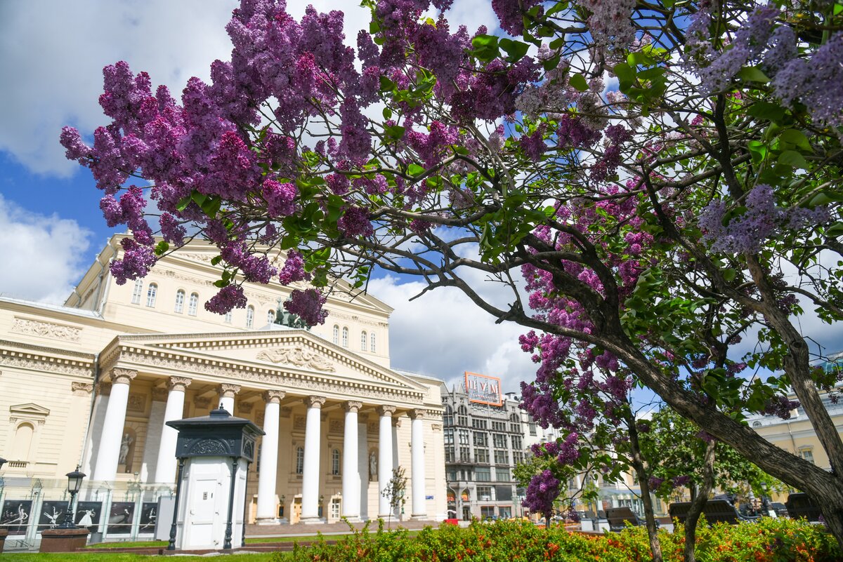 Как цветет сирень в Москве – Москва 24, 25.05.2020