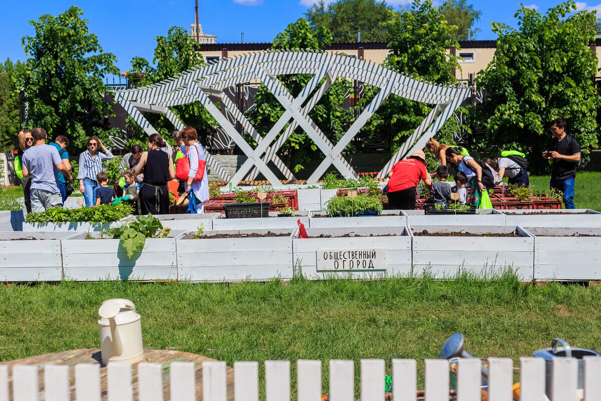 Парк горького 28.06 2024. Зеленая школа в парке Горького. Общественный огород в парке Горького. Зеленая школа парк Горького огород. Грядки в парке Горького.