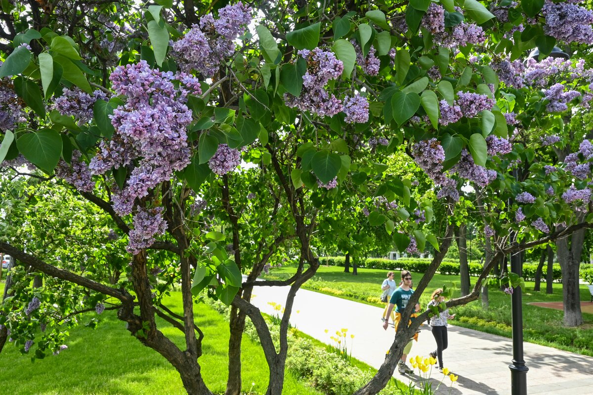 Сирень роза москвы фото и описание