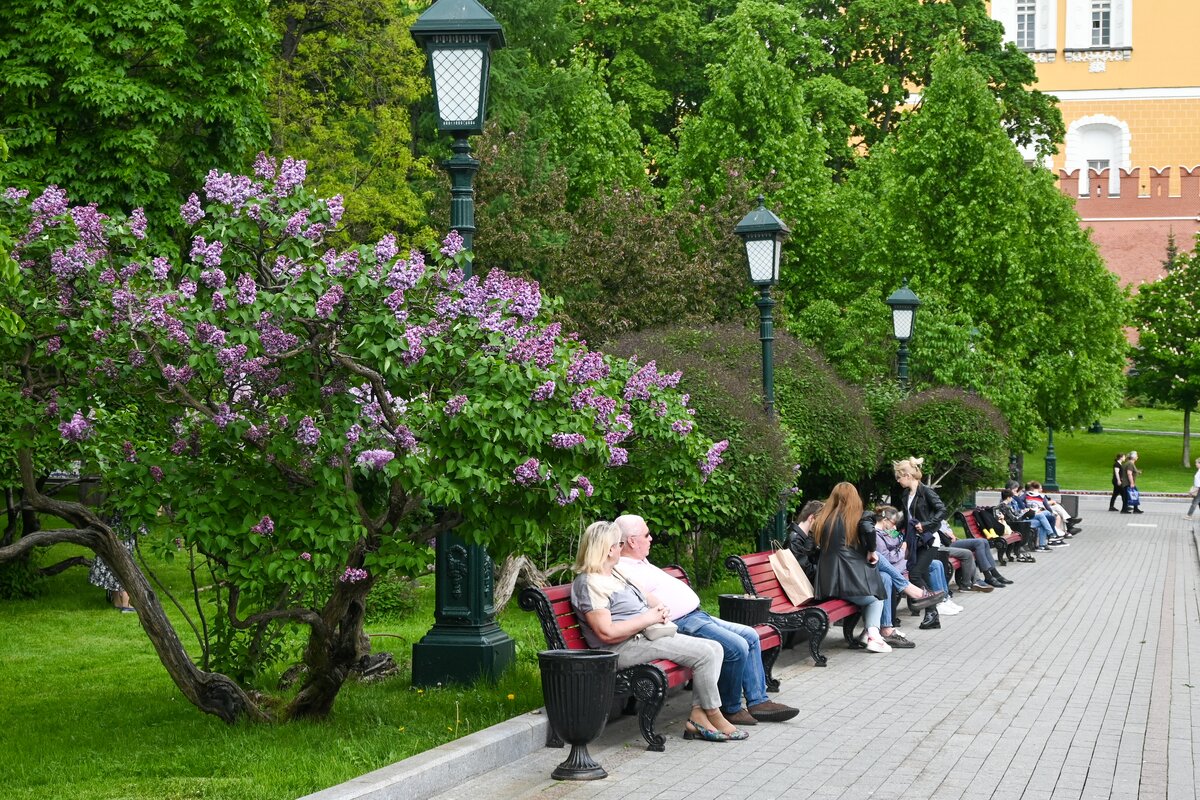 Карта сирени в москве