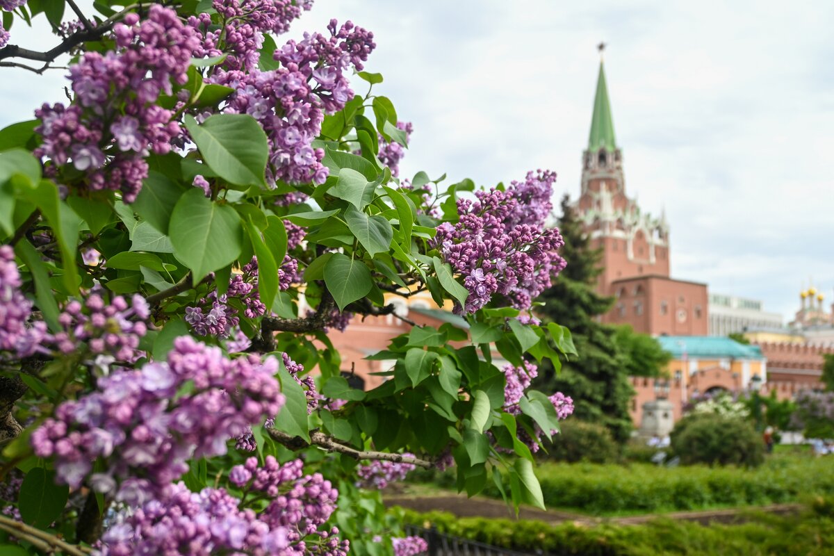 Купить Живую Сирень В Москве