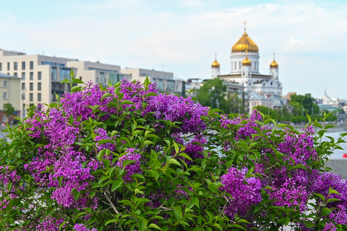 Названы места, где можно посмотреть на цветение сирени – Москва 24,  03.06.2022