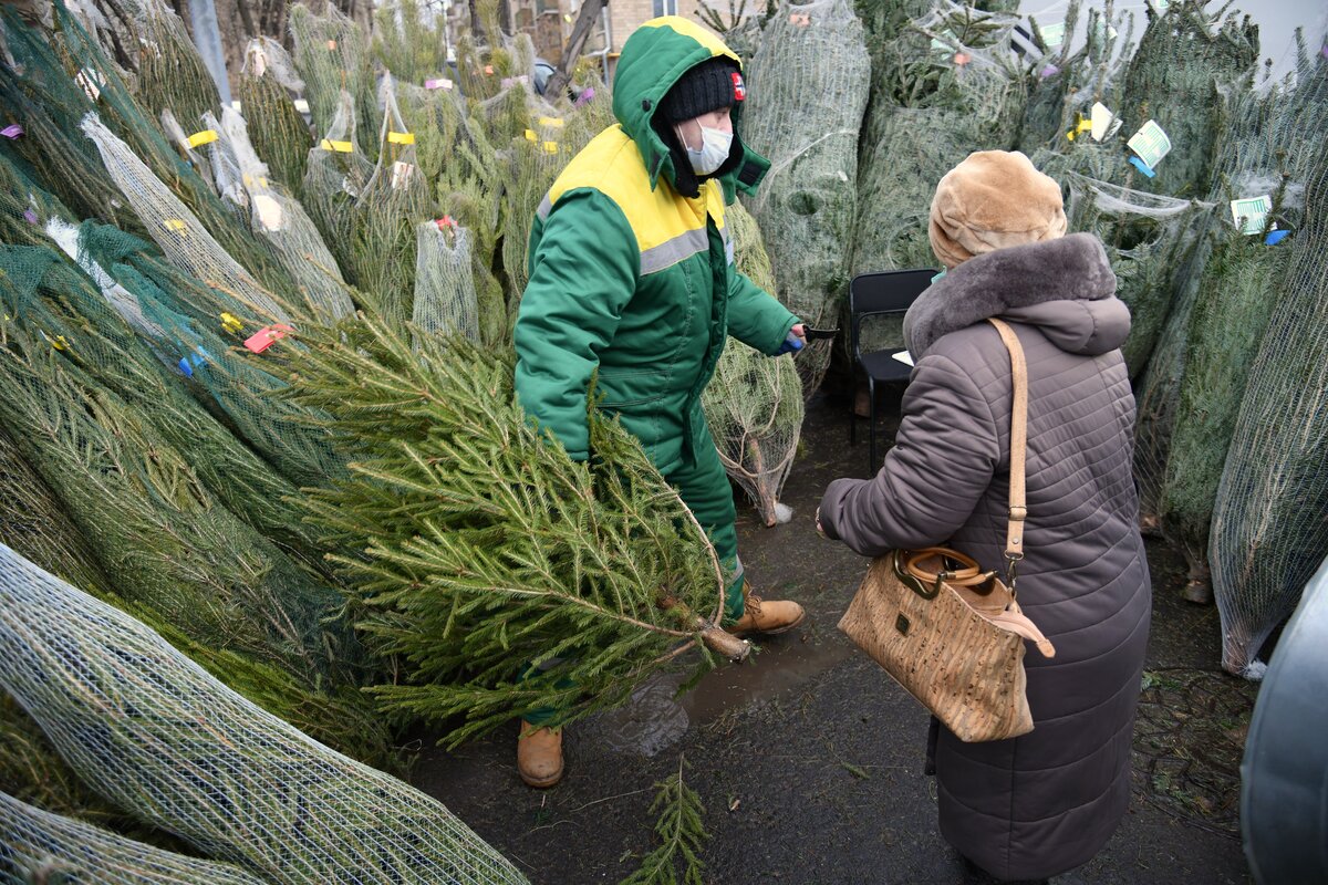 Елочные базары в москве на карте. Елочные базары в Дорогомилово. Елочный базар Королев 2022. Елочный базар Крылатское. «Байкал-Daily» елочные базары Тарасенко.