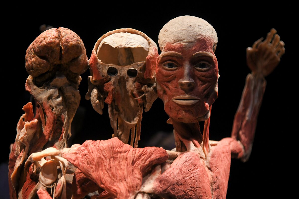 Анатомическая выставка BODY WORLDS открылась на ВДНХ – Москва 24, 12.03.2021