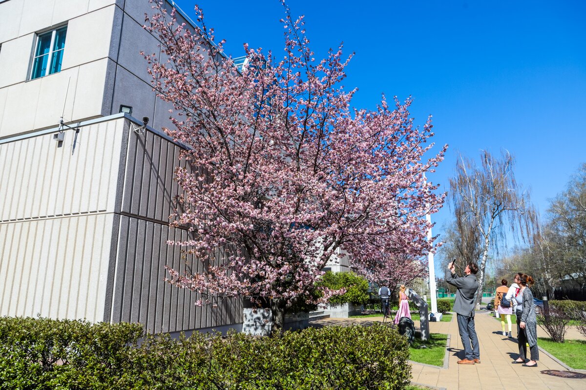 Sakura москва. Сакура в Аптекарском огороде 2022. Аптекарский огород МГУ Сакура. Аптекарский огород в Москве цветение Сакуры. Бирюлевский дендропарк цветение Сакуры 2022.