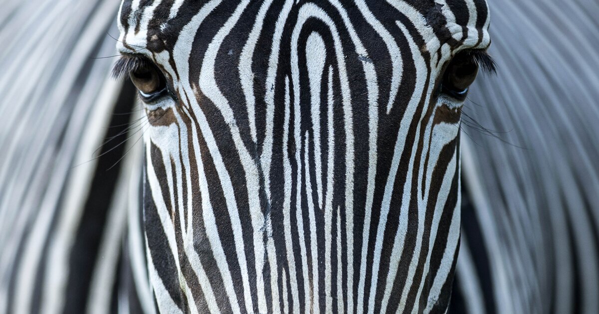 Вывеска зебра. Зебра. Глаз зебры. Окрас зебры. Голова зебры.