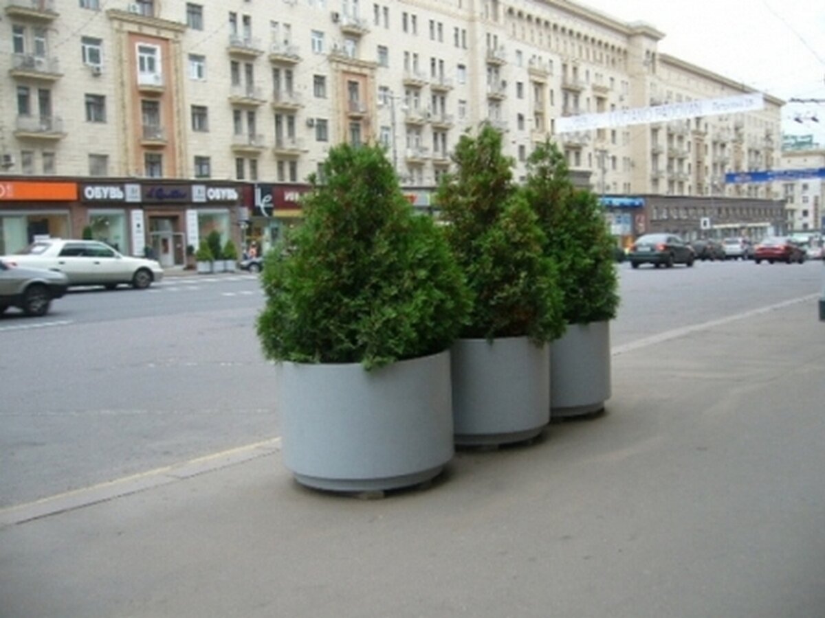 Погода в кадках. Деревья в кадках на Тверской. Деревья в кадках для улицы. Озеленение в вазонах. Ель в кадке.