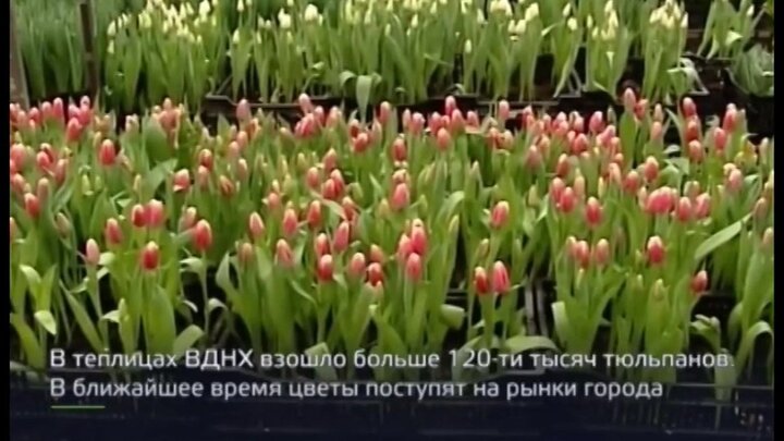 Оранжерея Вднх Купить Билеты 8 Марта