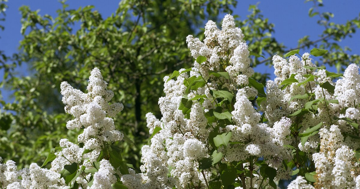 В ботаническом саду 15 кустов сирени. Syringa vulgaris Flora 1953. Сирень Рочестер. Сирень обыкновенная кустарник.