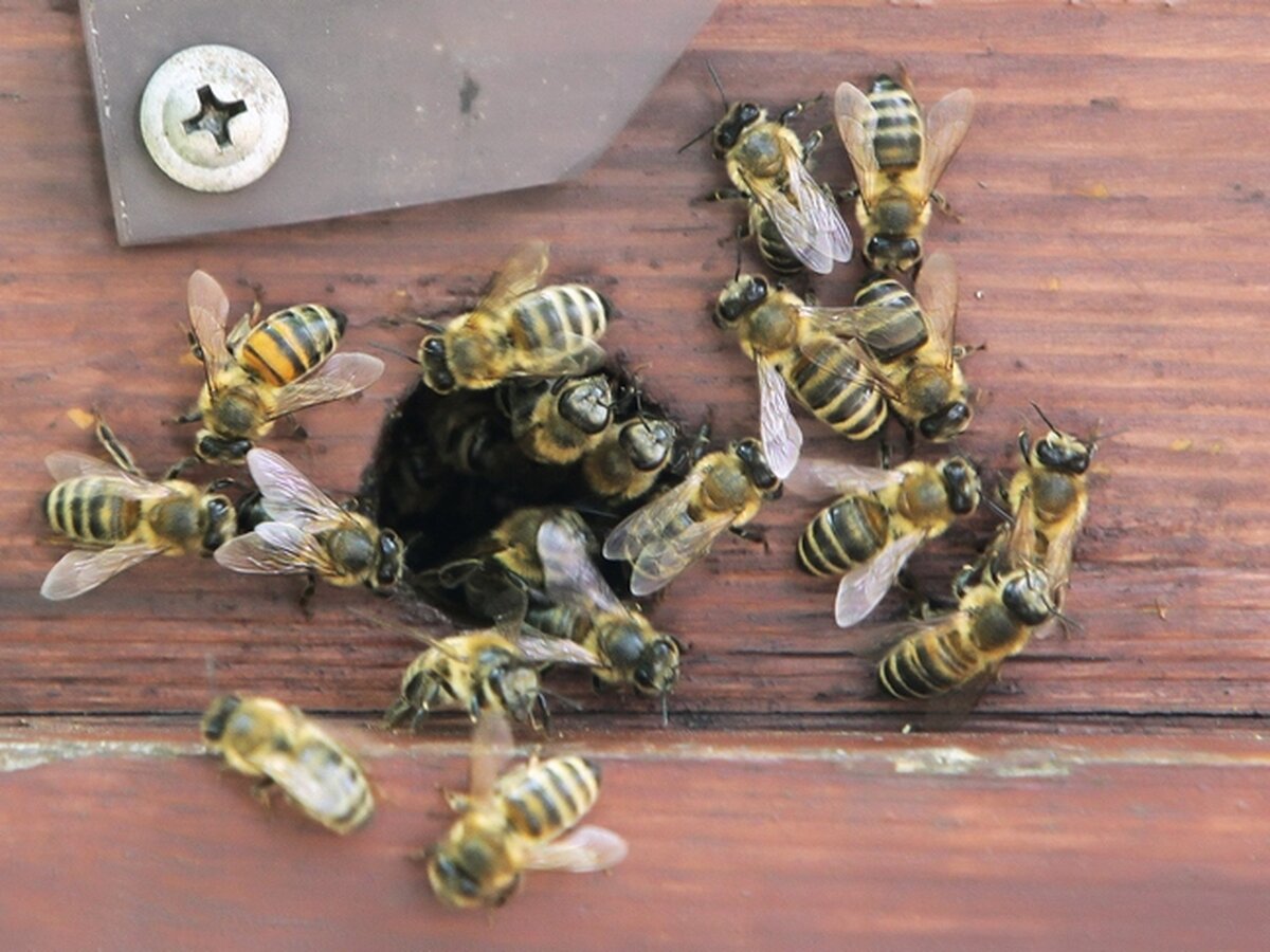 Первая помощь при укусе осы, пчелы