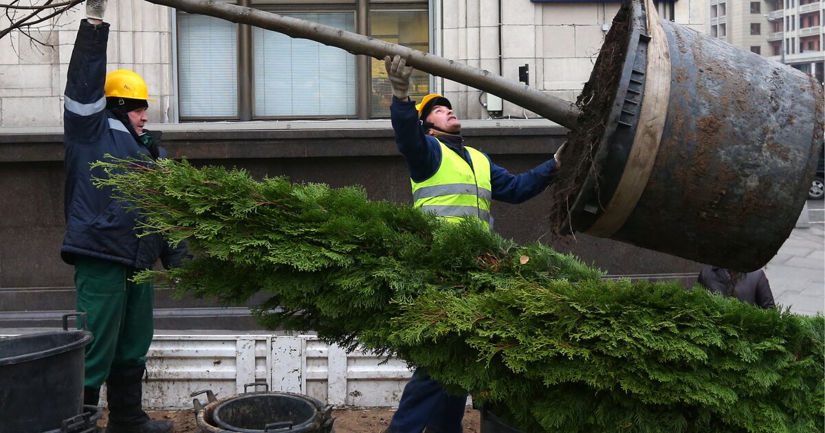 Замена города. Высадка деревьев на Тверской улице. Деревья на Тверской улице посадка. Деревья высаживаются в Кадки. Кадка для посадки деревьев.