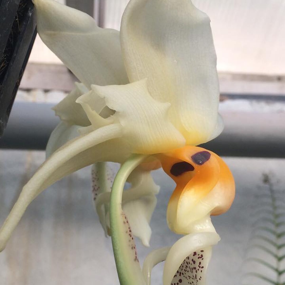 Что делать с орхидеей после цветения?