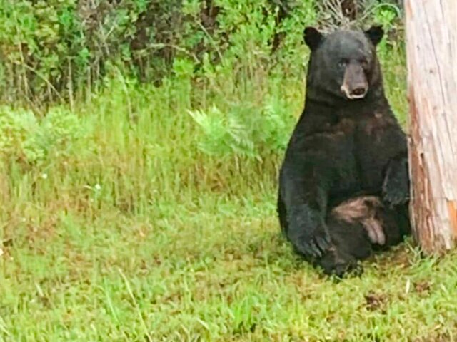 Полиция Флориды попросила не делать селфи с грустным черным медведем