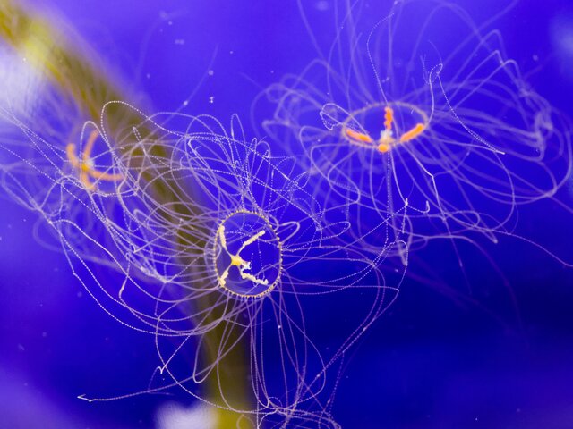 Биолог Хряпин назвал опасных медуз на российских побережьях