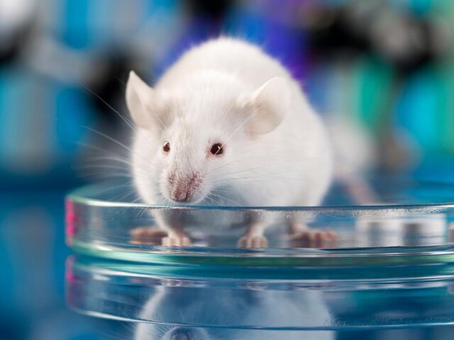 Ученые испытали на мышах препарат для продления жизни