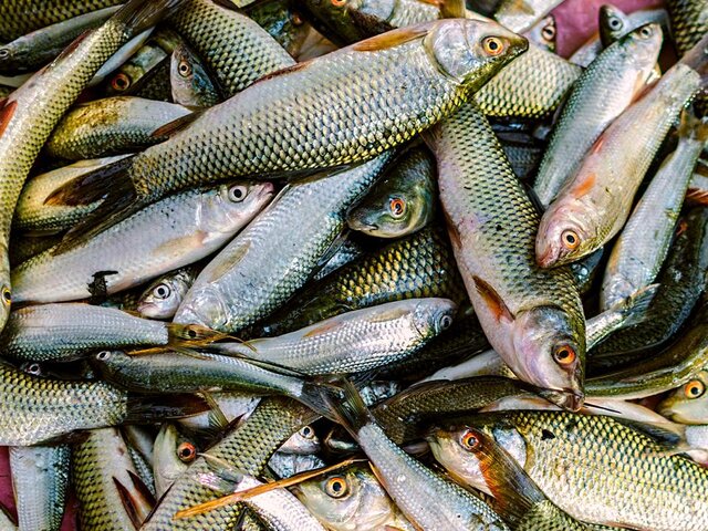 Глава ВАРПЭ заявил, что страны Балтии обвинили РФ в планах оставить Европу без рыбы
