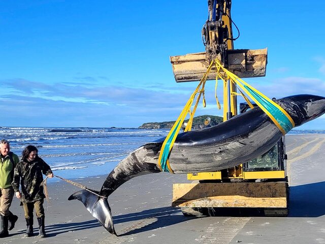 Туша редчайшего лопатозубого кита найдена на пляже в Новой Зеландии