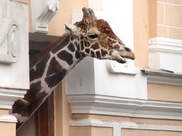 Жираф Самсон из Московского зоопарка не дожил до 31-летия две недели