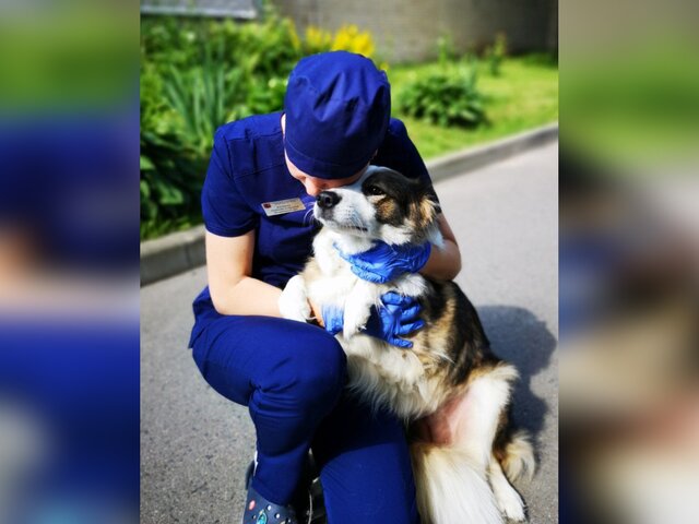 Столичные ветеринары спасли собаку с выпавшими после стерилизации органами
