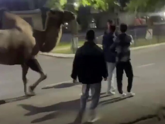 Полиция выяснит обстоятельства ночной прогулки циркового верблюда в Башкирии