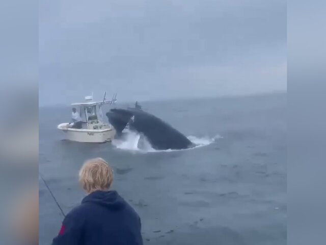 В США кит перевернул рыбацкую лодку вместе с экипажем