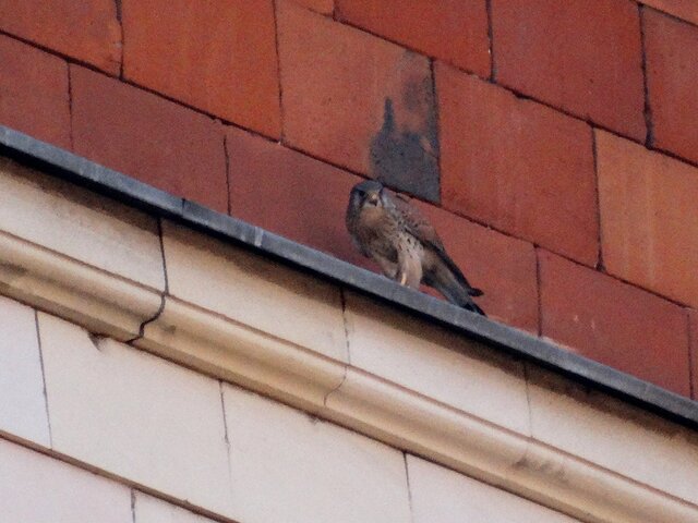 Орнитолог Мишин предупредил москвичей о появлении птенцов сокола пустельги на балконах