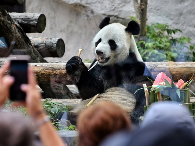 Московский зоопарк подготовил мероприятия к дням рождения панд Жуи и Диндин