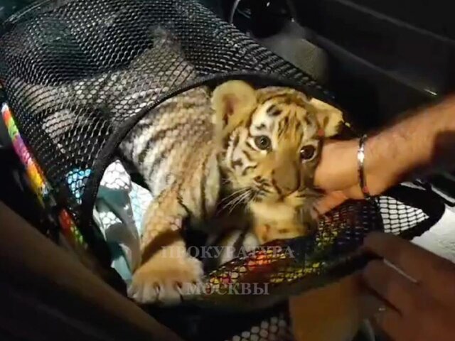 В Москве обнаружили тигренка, которого незаконно перевозили в сумке-переноске