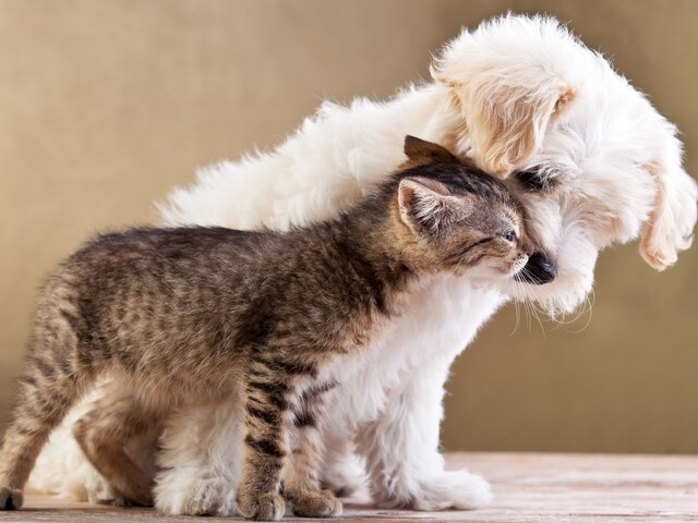 Биолог Татаренкова: ботулизм для кошек и собак опаснее, чем для людей