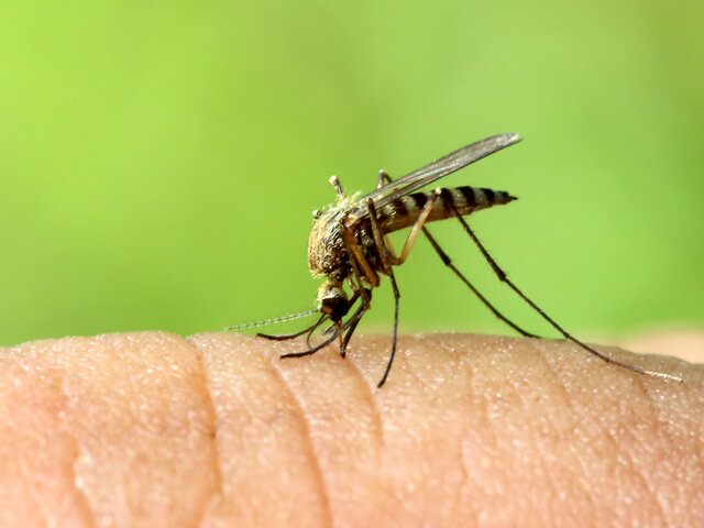 Эксперт Кунафин: нашествия комаров в Москве не ожидается