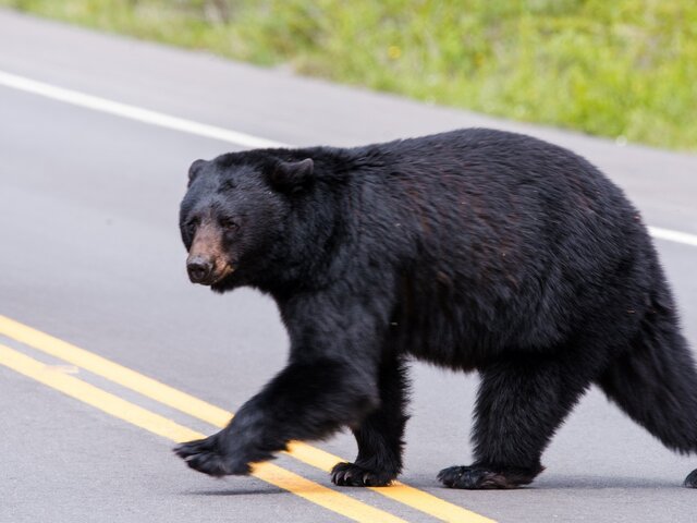 Медведь погиб под колесами автомобиля возле Пентагона