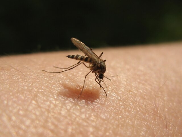 Врач Паршина: укус комара может вызвать анафилактический шок