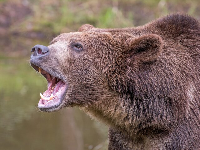 Режим повышенной готовности объявили в Красноярске из-за медведей