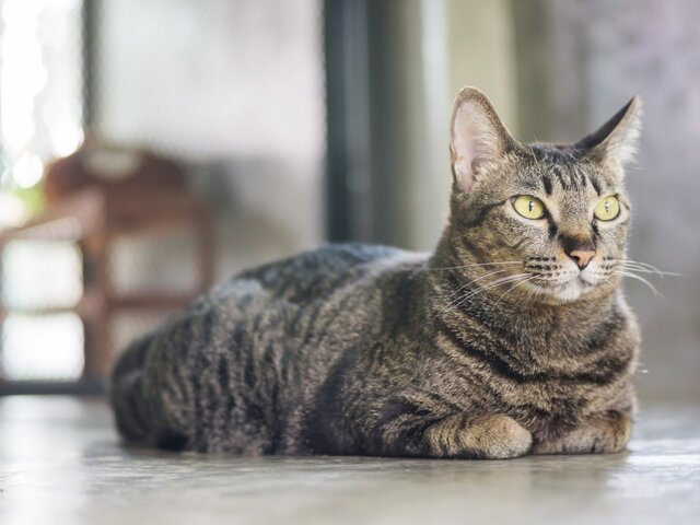 В Сингапуре отменили запрет на содержание домашних кошек