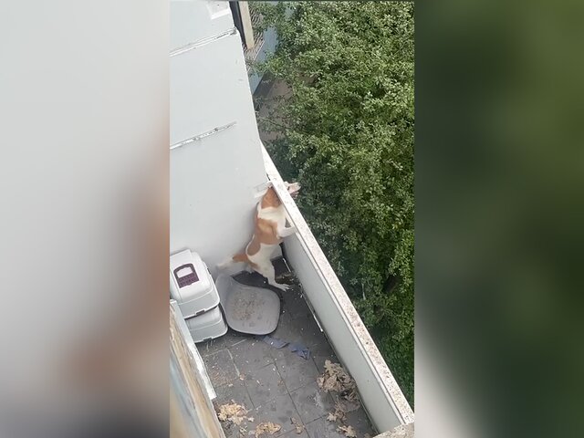 Сотрудники МЧС спасли запертую на балконе собаку в Москве