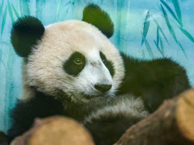 Вес панды Катюши из Московского зоопарка достиг 32 килограммов