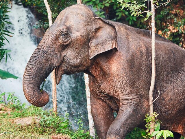 Daily Mail: слоны растоптали туриста на глазах у невесты в заповеднике Африки