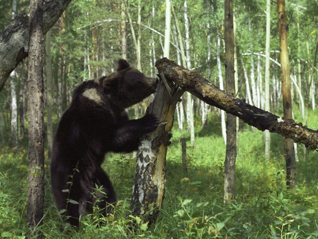 Биолог Глазков назвал причины нашествия медведей в Подмосковье