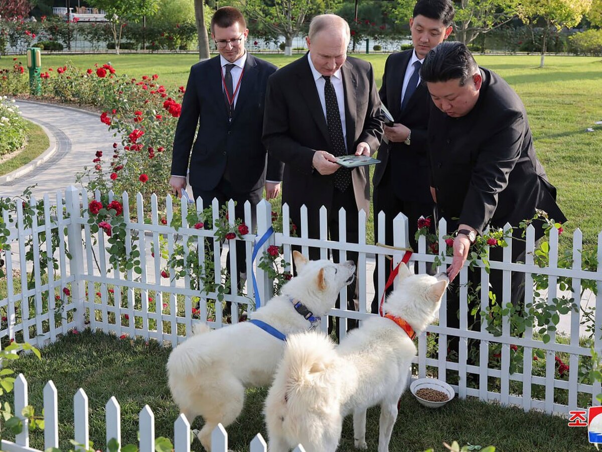 Кинолог Уражевский: подаренные Путину собаки являются сильными и  выносливыми – Москва 24, 20.06.2024