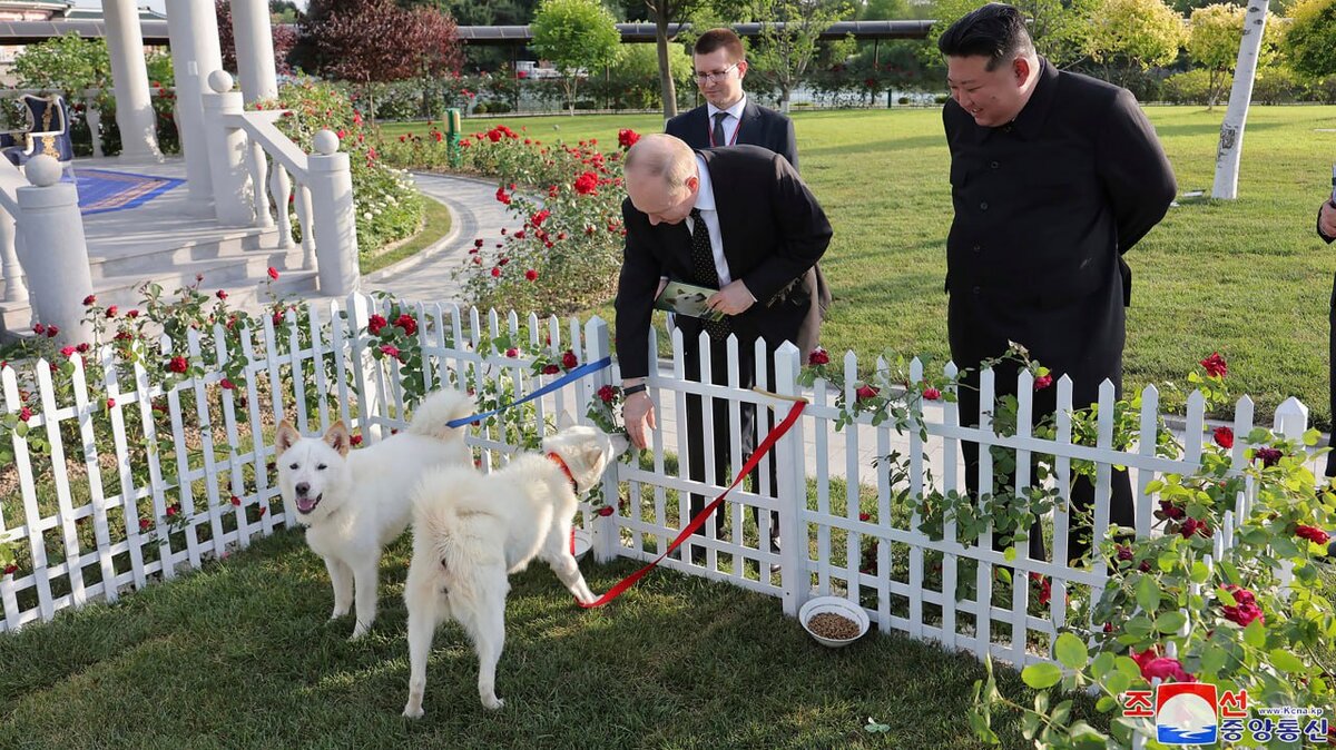 Песков: подаренные Путину собаки будут жить в Москве – Москва 24, 20.06.2024