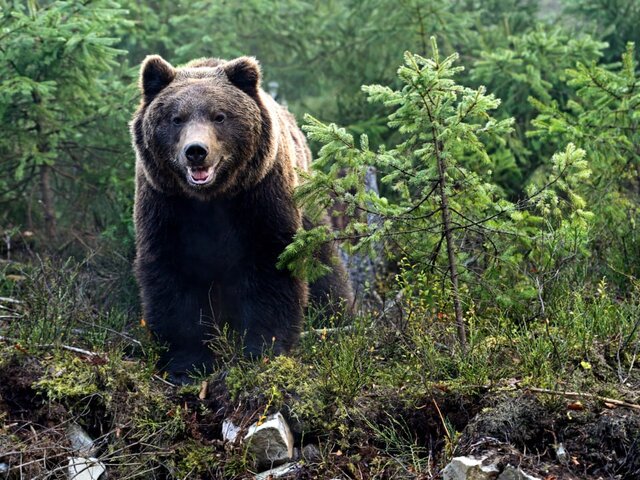 Нашествие медведей наблюдается в Подмосковье