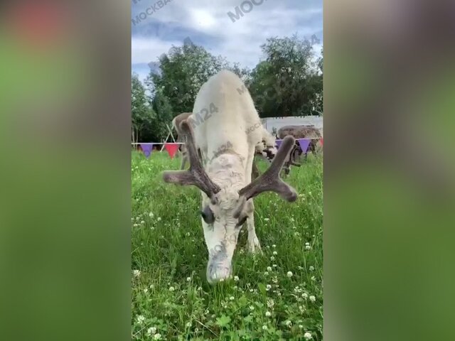 Белый олень сбежал с зоофермы в Подмосковье