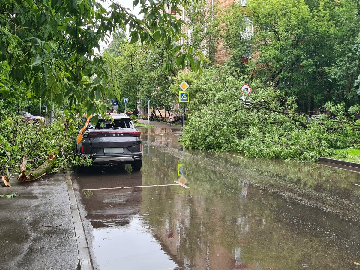 Свыше 700 деревьев упали в Москве во время непогоды – Москва 24, 20.06.2024