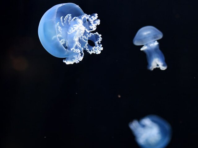 Медузы могут появиться в водоемах Москвы при прогреве воды выше 26 градусов