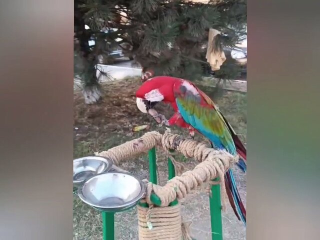Попугай укусил туриста на набережной Анапы