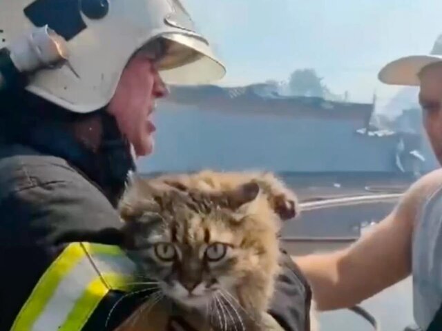 МЧС показало кадры спасения животных из пожара в Ростовской области